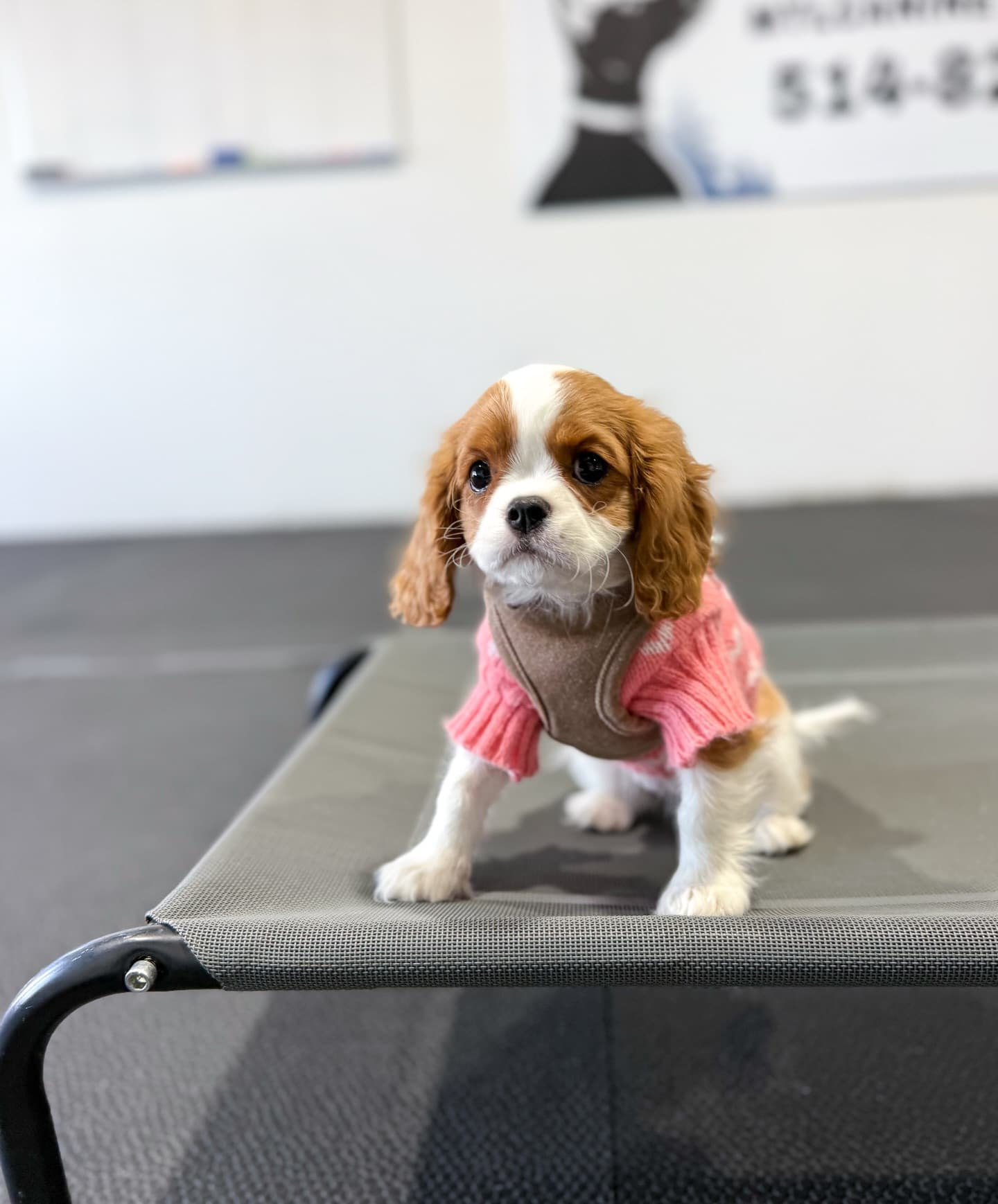 Cours de socialisation pour chiots