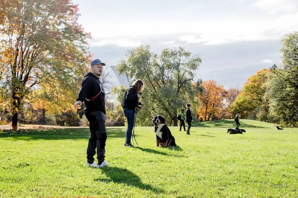 Entraînement canin à Montréal