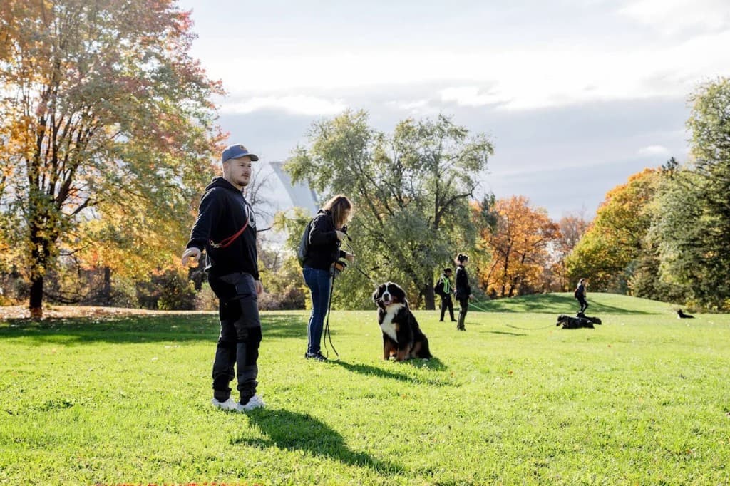 Entraînement canin à Montréal